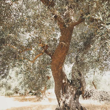 公寓 Trullo Scirocco Con Piscina Privata - Pace E Relax A - New 2025 *