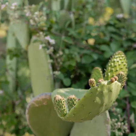 Trullo Scirocco Con Piscina Privata - Pace E Relax A - New 2025 * 奥斯图尼